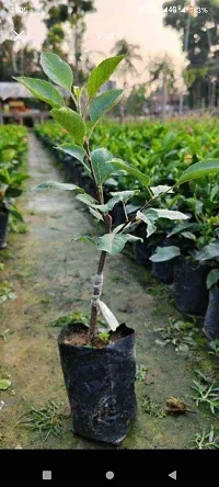 Himalayan Apple Seb Sebu Seva plant (Pack Of 1)-thumb1