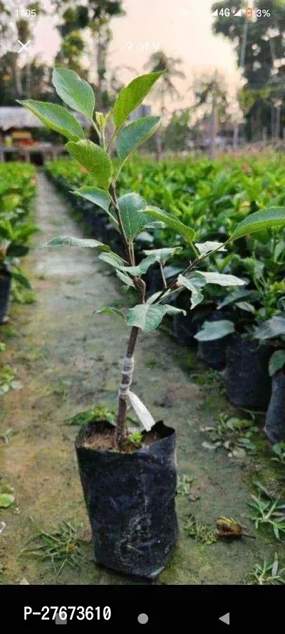 Himalayan Apple Seb Sebu Seva plant (Pack Of 1)-thumb2