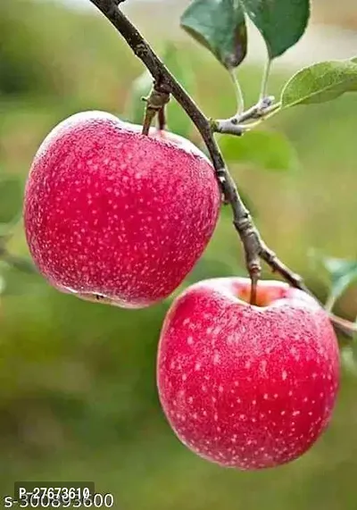 Himalayan Apple Seb Sebu Seva plant (Pack Of 1)-thumb3