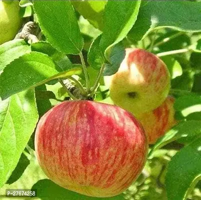 Apple Fruit Grafted Live Plant-thumb0