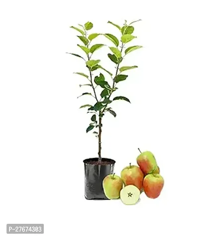 Hariman 99 Low Chill Variety Apple Fruit Grafted Live Plant  Tree(1.5-3 Feet Size)