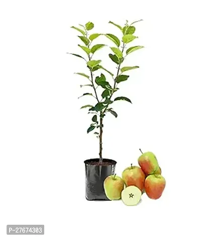 Hariman 99 Low Chill Variety Apple Fruit Grafted Live Plant  Tree(1.5-3 Feet Size)-thumb0