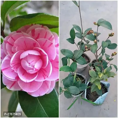 Camellia Flower(Pink) Live Plant for Home Garden Roof Top Healthy Plant