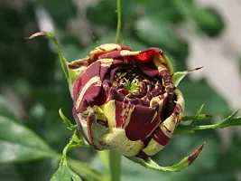 All time Hybrid rose plant-thumb1