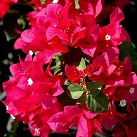 Rare Climbing pink Bougainvillea Live Double Flower Plant-thumb1