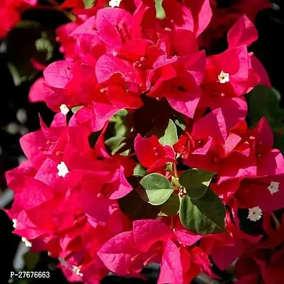 Rare Climbing pink Bougainvillea Live Double Flower Plant-thumb2