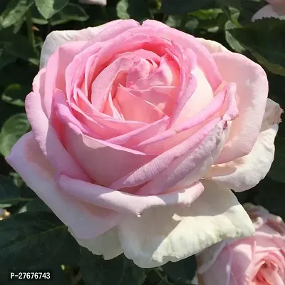 Live rose plant