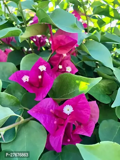 Bougainvillea Flower Plant-thumb0