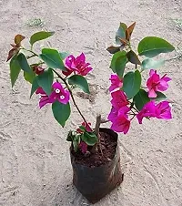 Bougainvillea Flower Plant-thumb1