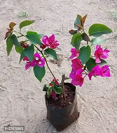 Bougainvillea Flower Plant-thumb2