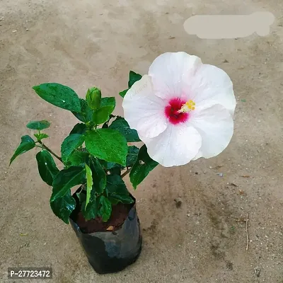 hibiscus plant