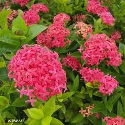 ixora Plant Thailand Chethi Ixora Live Plant-thumb0