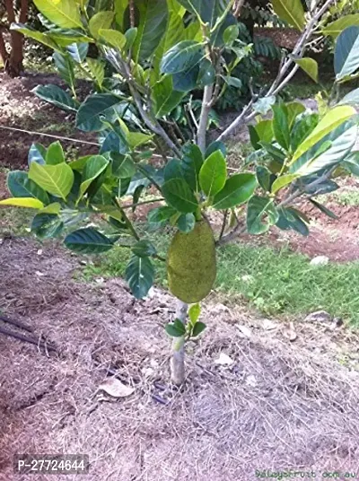 jackfruit plant hybrid 1 in Grow Bag