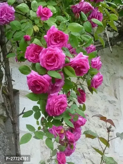 Hybrid rose plant-thumb0