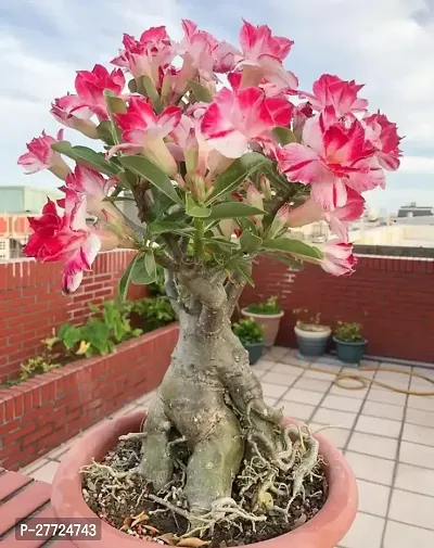 Adenium/Desert Roses Live Flower Plant-thumb0