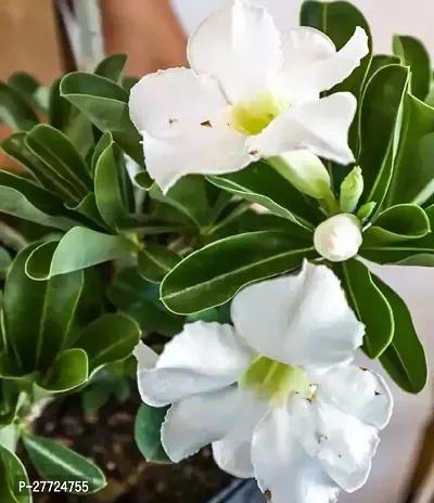 Adenium/Desert Roses Live Flower Plant-thumb0