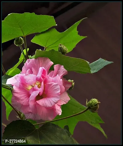 Land Lotus Double Petal Flower Live Plant