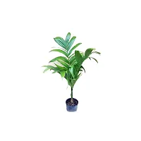 Live Hybrid Arecanut Betel plant Betel Nut Plant, Pack of 1-thumb1