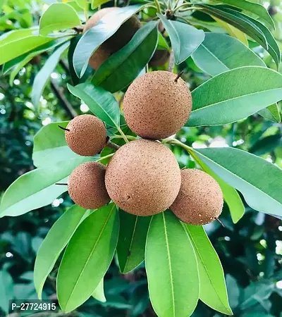 Chikoo, Sobeda Grafted plant Thailand Variety Thai long Variety chiku/Sapota Plant Rare and Delicious Fresh Fruit-thumb0