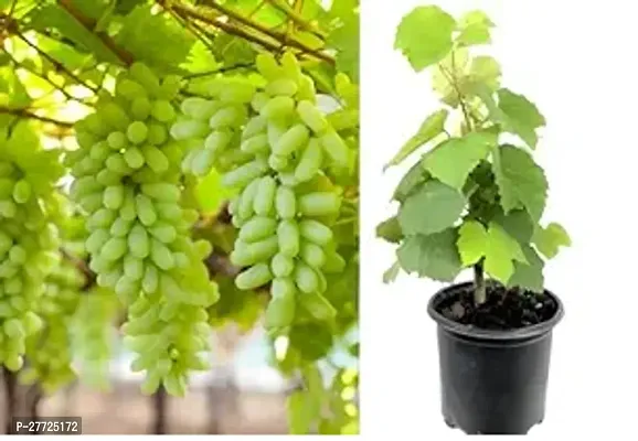 Grape Fruit Air Layered plant, Angoor Plant Special Variety (Fruit After 1 Year)-thumb0