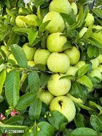 Guava Plant