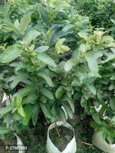 Guava Plant-thumb2