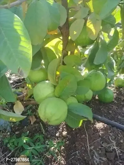 Guava Plant