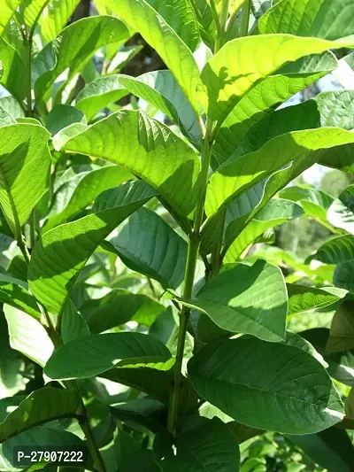 Guava Plant