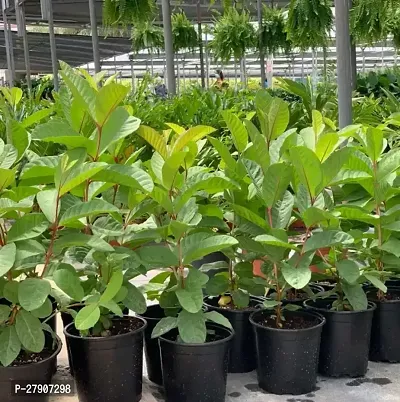 Guava Plant