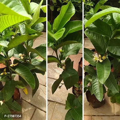 Guava Plant-thumb2