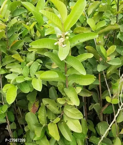 Guava Plant