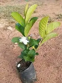 Guava Plant-thumb2