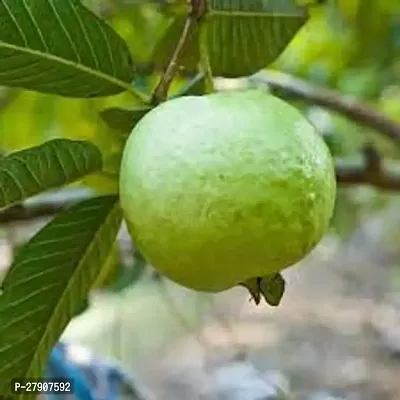 10 products in collection  Guava Plant
