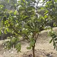 Guava Plant-thumb1