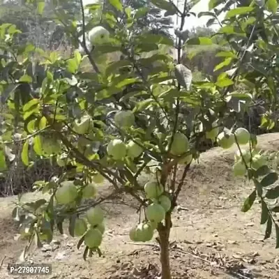 Guava Plant-thumb2