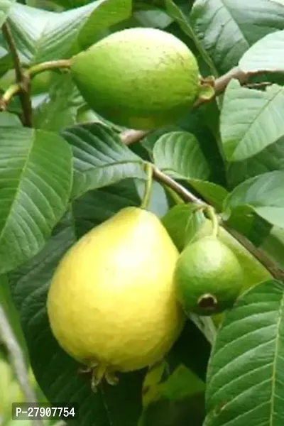 Guava Plant