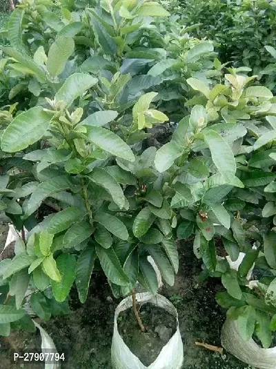 Guava Plant