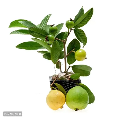 Guava Plant