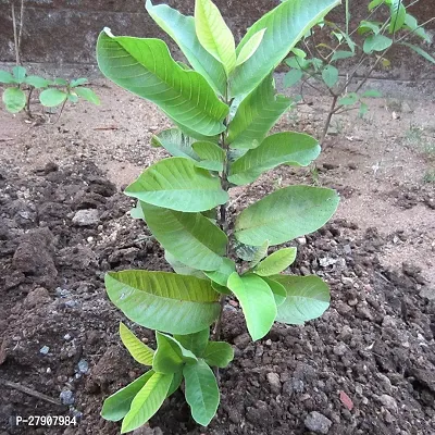 Guava Plant