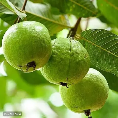 Guava Plant-thumb2