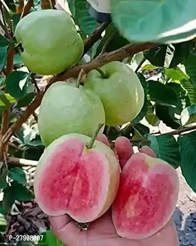 Guava Plant