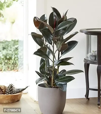 Rubber tree live plant-thumb0