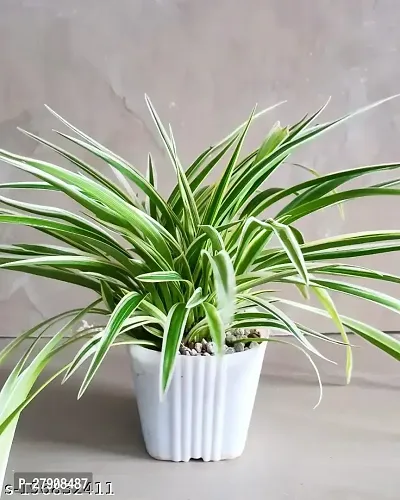 Spider Plant Indoor/Outdoor Air Purifier(Pack of 1 Healthy Live Plant)-thumb0