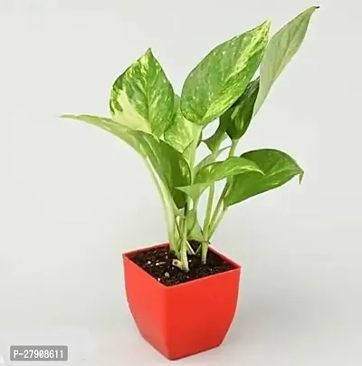 Good Luck Money Plant Variegated With Pot