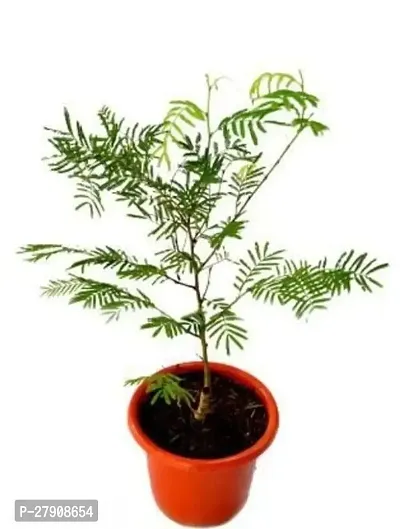 Live Real Sami Medicinal Plant with Plastic Pot Secure Packing With Pot-thumb0