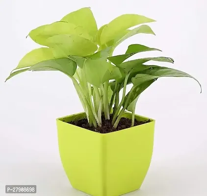 Golden Money Plant Indoor With Pot-thumb0