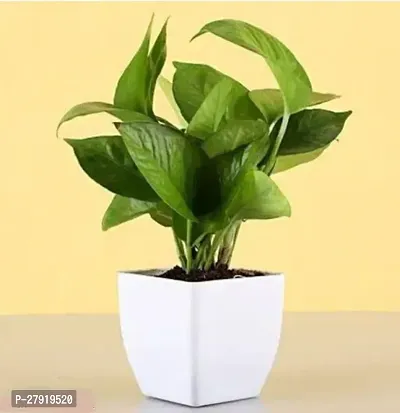 Money Plant Indoor Hybrid Live Plant