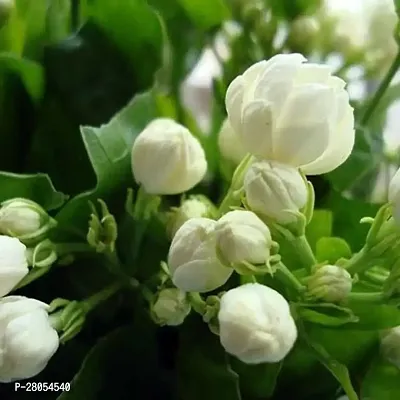 Jasmine live plant | Indoor  Outdoor Plant | Adukku Malli Jasmine | White Jasmine