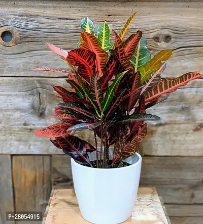 Croton Healty Live Plants Low maintenance Indoor Outdoor home plant needing very less care Plant Pack in Nursery Grow Bags