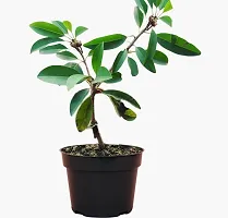 Chiku Plant - Grafted(1 Plant In poly bag) (Fruit After 1 Year)-thumb1